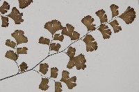 鐵線蕨藏品圖，第4張