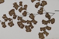 鐵線蕨藏品圖，第5張