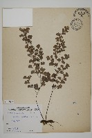 鐵線蕨藏品圖，第1張