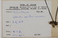 鐵線蕨藏品圖，第2張