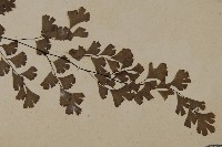 鐵線蕨藏品圖，第3張