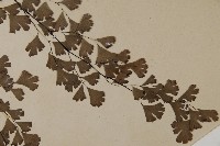 鐵線蕨藏品圖，第4張