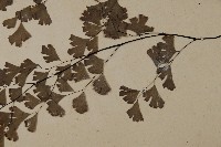 鐵線蕨藏品圖，第5張