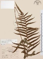 毛蕨藏品圖，第1張