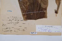 臺灣山蘇花藏品圖，第2張