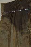 臺灣山蘇花藏品圖，第4張