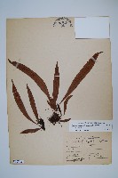 擬瓦葦藏品圖，第1張