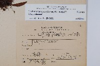 擬瓦葦藏品圖，第2張