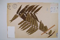 觀音座蓮藏品圖，第1張