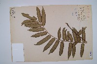 觀音座蓮藏品圖，第1張