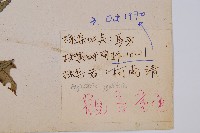 觀音座蓮藏品圖，第2張