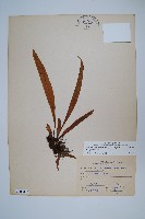 擬瓦葦藏品圖，第1張