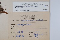 擬瓦葦藏品圖，第2張