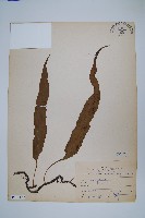 波氏星蕨藏品圖，第1張