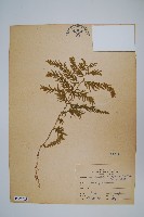 全緣卷柏藏品圖，第1張