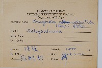 全緣卷柏藏品圖，第2張