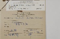 陰地三叉蕨藏品圖，第2張