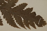 陰地三叉蕨藏品圖，第3張