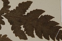 陰地三叉蕨藏品圖，第4張