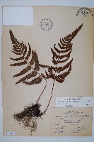 南海鱗毛蕨藏品圖，第1張