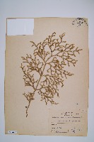 過山龍藏品圖，第1張