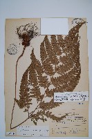 斜方複葉耳蕨藏品圖，第1張