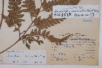 斜方複葉耳蕨藏品圖，第2張