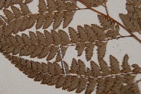 斜方複葉耳蕨藏品圖，第3張