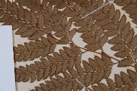 斜方複葉耳蕨藏品圖，第5張