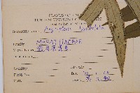 觀音座蓮藏品圖，第2張