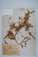 石松藏品圖，第1張