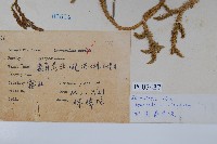 石松藏品圖，第2張