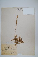 石松藏品圖，第1張