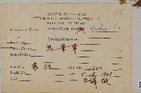 石松藏品圖，第2張