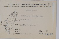 車前蕨藏品圖，第2張