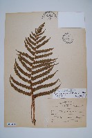 密毛毛蕨藏品圖，第1張