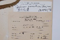 密毛毛蕨藏品圖，第2張