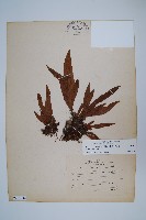 擬瓦葦藏品圖，第1張