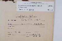 擬瓦葦藏品圖，第2張