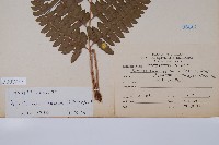 韓氏耳蕨藏品圖，第2張