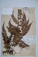 斜方複葉耳蕨藏品圖，第1張