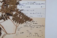 斜方複葉耳蕨藏品圖，第2張