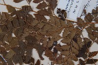 斜方複葉耳蕨藏品圖，第3張