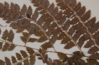 斜方複葉耳蕨藏品圖，第4張