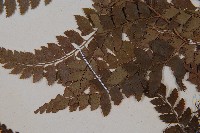 斜方複葉耳蕨藏品圖，第5張