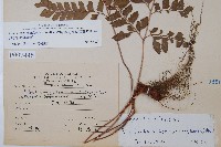 斜方複葉耳蕨藏品圖，第2張