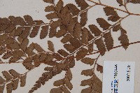 斜方複葉耳蕨藏品圖，第3張