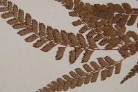 斜方複葉耳蕨藏品圖，第4張