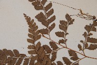 斜方複葉耳蕨藏品圖，第5張