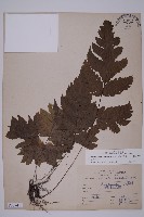 陰地三叉蕨藏品圖，第1張